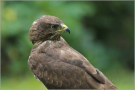 <p>KÁNĚ LESNÍ (Buteo buteo) /Common buzzard - Mäusebussard/</p>